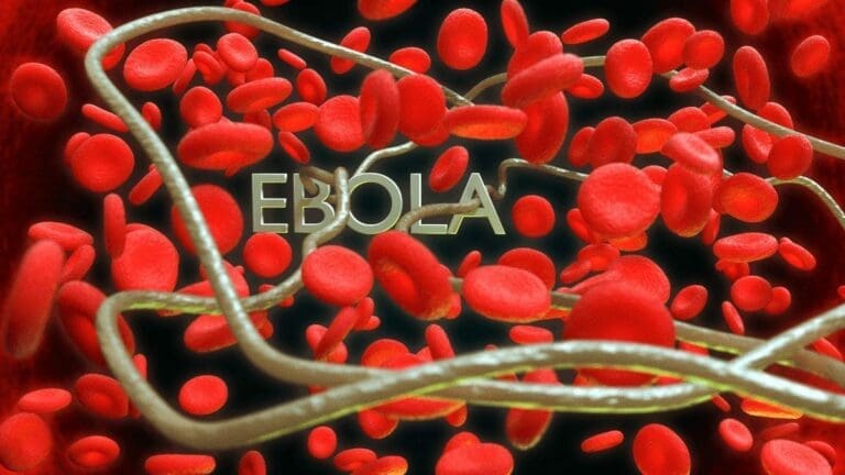Ebola — Brandon Farley / Wikimedia (CC-BY-SA-4.0)