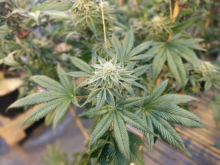 Serbe mit 624 Cannabis-Pflanzen verhaftet — Bild: My 420 Tours / Wikimedia (CC-BY-SA-4.0)