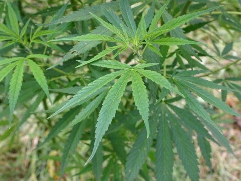 Marihuana-Aktien: Miserable Entwicklung — Bild: Rotational / wikimedia (public domain)