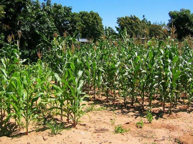 Wird Enteignung Weißer in Simbabwe gestoppt? — Bild: SuSanA Secretariat / Wikimedia (CC-BY-2.0)