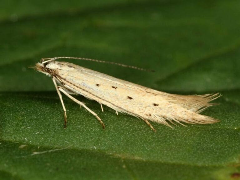 Boffins Discover 44 New Moth Species — Bild: z.V.g