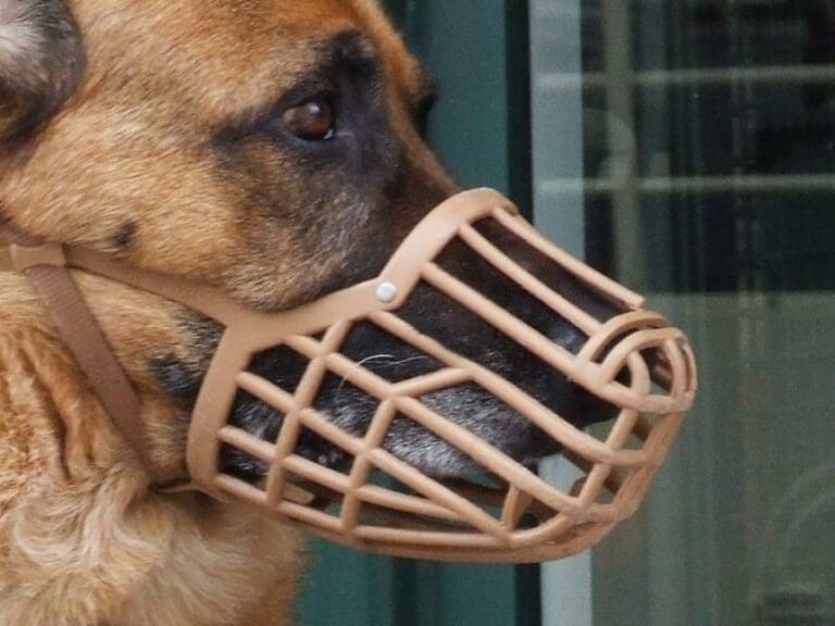 Hundehaltung: Maulkorb - aber für wen? — Bild: Joshua Sherurcij / commons.wikimedia.org