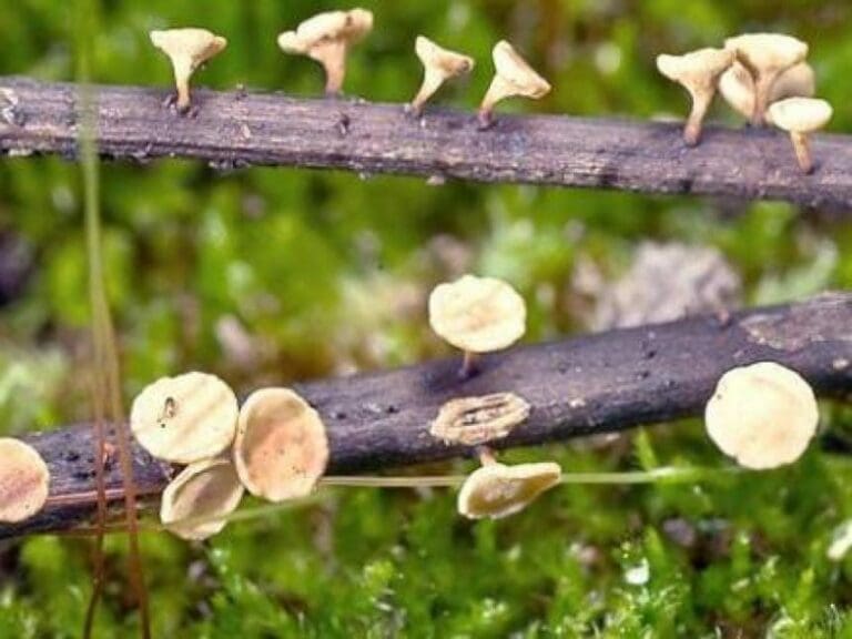 Eingeschleppter Pilz vernichtet die Eschen — Bild: Amadej Trnkoczy / Wikimedia ( CC-BY-SA-3.0)