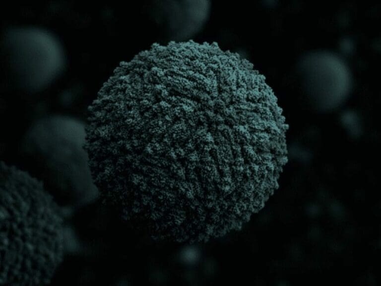 Zika-Virus auch in Österreich aktiv — Bild: Manuel Almagro Rivas / Wikimedia (CC-BY-SA-4.0)