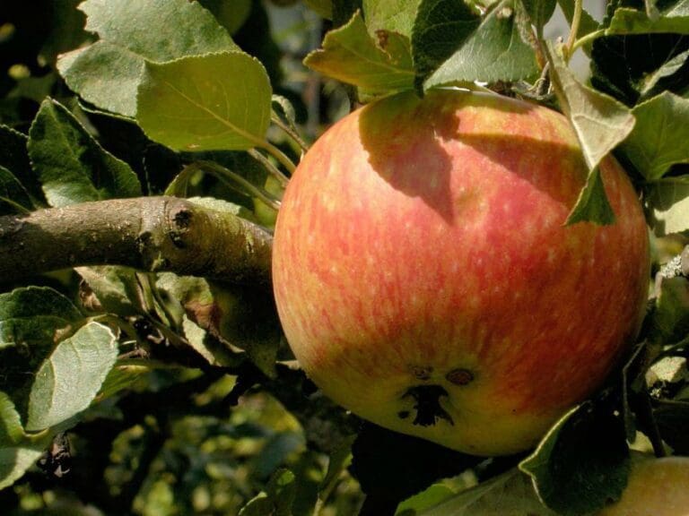 Gentechnik-Apfel  für den Weltmarkt — Bild: Viola sonans/Wikimedia(CC BY 2.5)