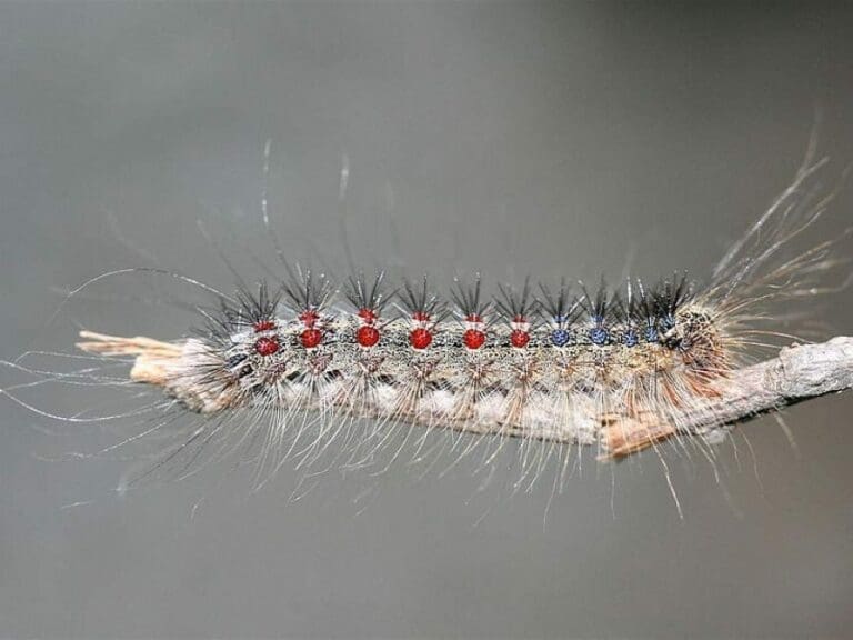 Eingewanderter Falter frisst Wälder — Bild: IronChris / Wikimedia (CC-BY-SA-3.0)