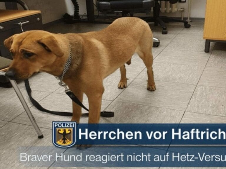 Rumäne will statt Hund selber Polizisten beißen — Bild: Polizei