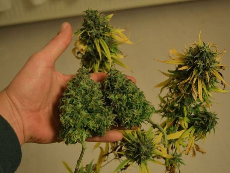 FDP wird zum großen Cannabislobbyisten — Bild: Cannabis Pictures / Wikimedia  (CC-BY-2.0)