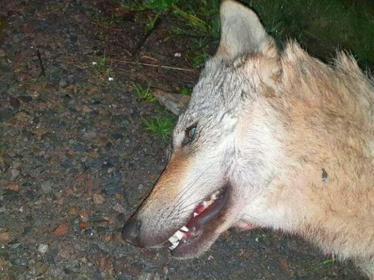Rare Wolf Killed On Motorway — Bild: z.V.g