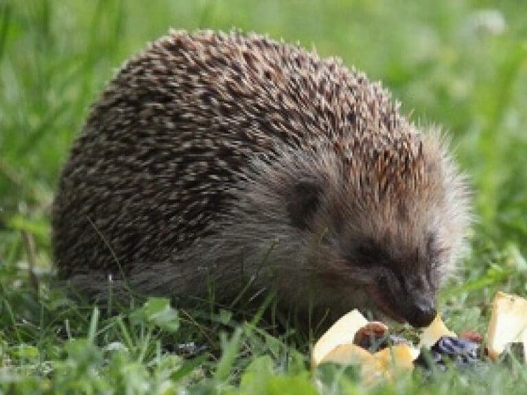 Spielten Migranten mit lebendem Igel Fußball? — Bild: Josef Wenzel/ flickr (CC BY 2.0)