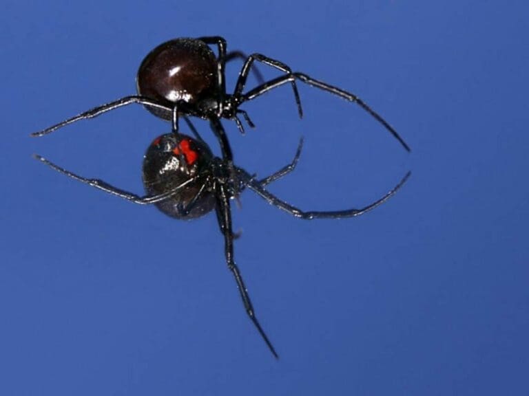 Schwarze Witwe könnte eingeschleppt werden — Bild: Ben Swihart / Wikimedia (CC-BY-2.0)