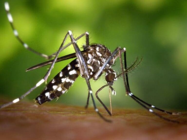 Zika-Seuche vor einem Neustart? — Bild: James Gathany / Pixnio, gemeinfrei