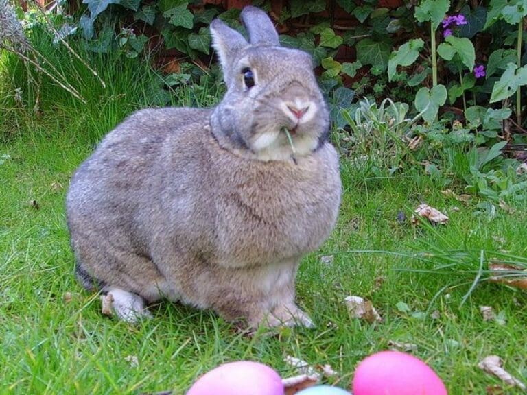 Streit um Ostern in Kindergärten — Bild: By Gerbil - Own work / Wikimedia CC BY-SA 3.0