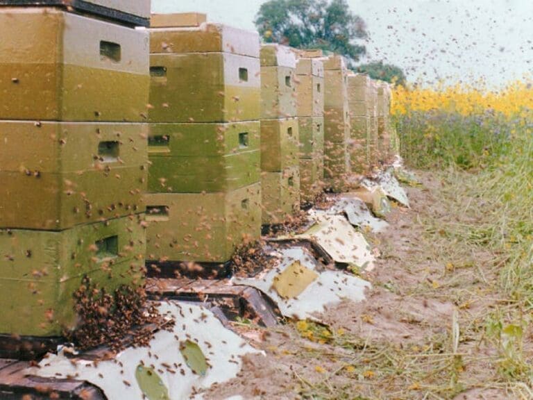 Pestizide machen Bienen "high" — Bild: Axel Hindemith / Wikimedia (PD)