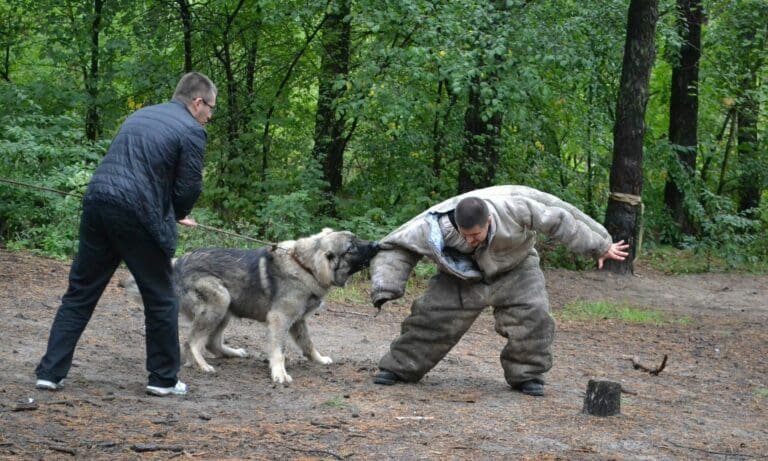 Kampfhund beim Training — spektr_2007 / pixabay.com