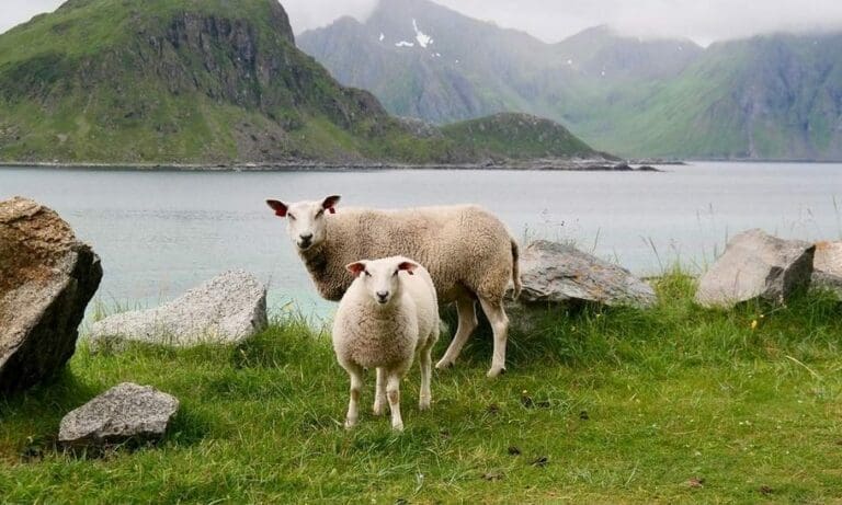 Prozess gegen Moslems wegen Tierquälerei — Majaranda / pixabay.com