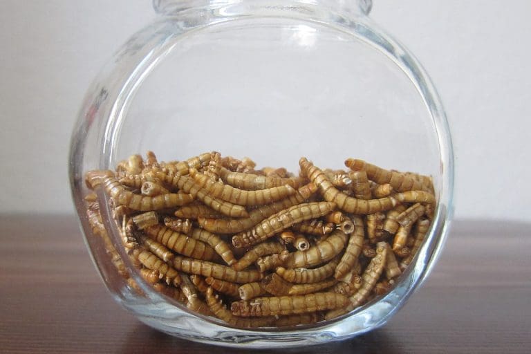 “Würmer für Schüler”: Kinder als Versuchskaninchen für EU-Insekten — Insektenwirtschaft.de / Wikimedia (CC BY-SA 4.0)