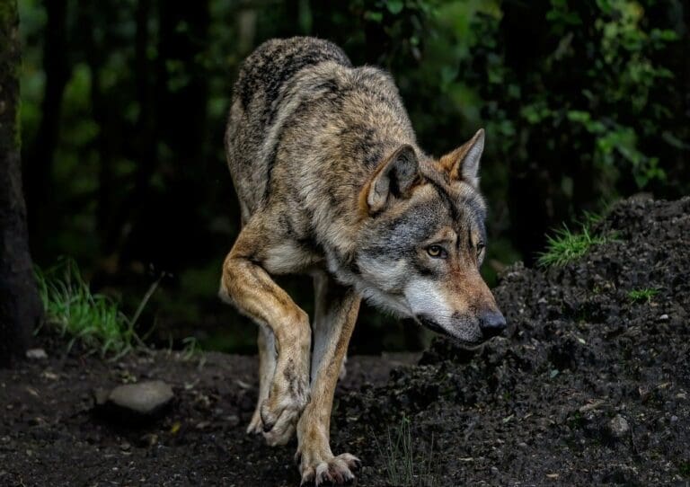 Wolf —  ambquinn / pixabay.com