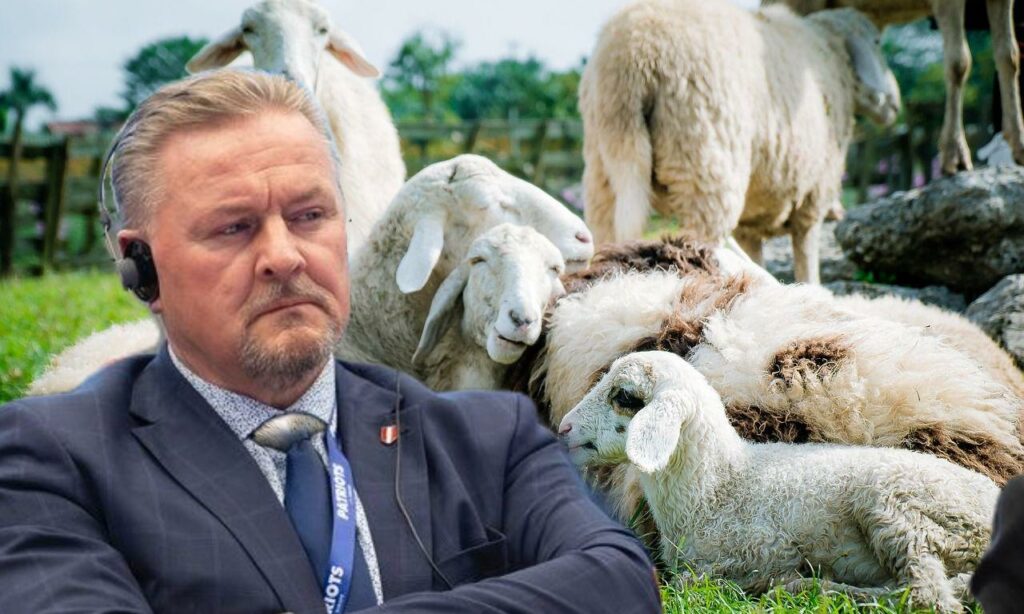 Roman Haider und Schafe